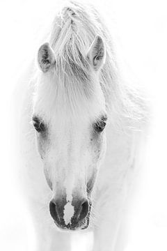 Tijdloze Zuiverheid - Portret van een Witte pony van Femke Ketelaar