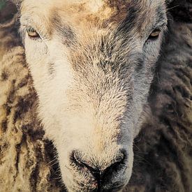 Schafskopf, Schaf von John van den Heuvel