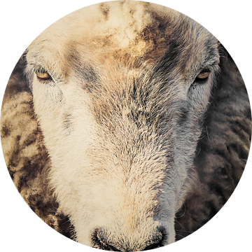 schapenkop, sheep van John van den Heuvel