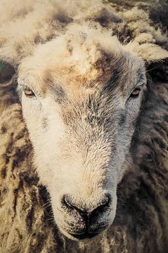 tête de mouton, mouton sur John van den Heuvel