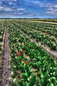 Dutch Tulips sur Wouter Sikkema