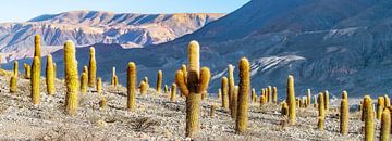 Cacti in the Andes. by Ron van der Stappen