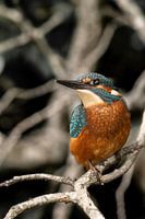 Kingfisher sitting on a twig with its head turned