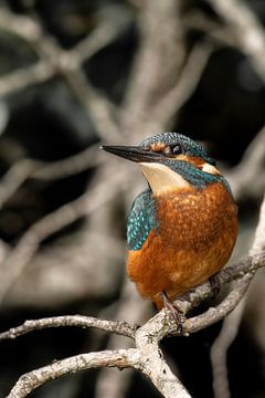 IJsvogel zittend op een takje met het kopje gedraaid van Tara Kiers