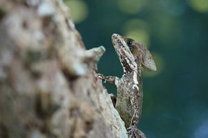 Jezus Christus Hagedis (De helmbasilisk, Basiliscus basiliscus)