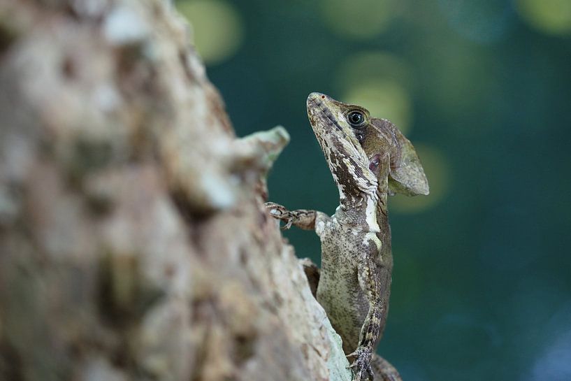 Jezus Christus Hagedis (De helmbasilisk, Basiliscus basiliscus) par Astrid Brouwers