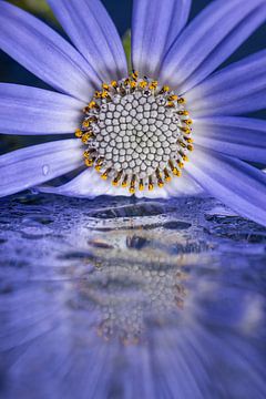 Paarse bloem in de lente met waterige spiegeling