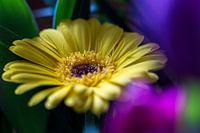 Gele gerbera