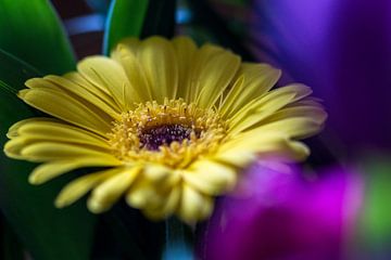 Gele gerbera van Piertje Kruithof