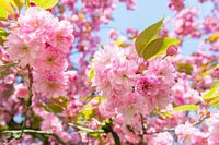 Roze wolk