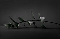 Reclining branch with leaves