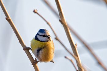 Zwischen Licht und Zweigen - die Blaumeise