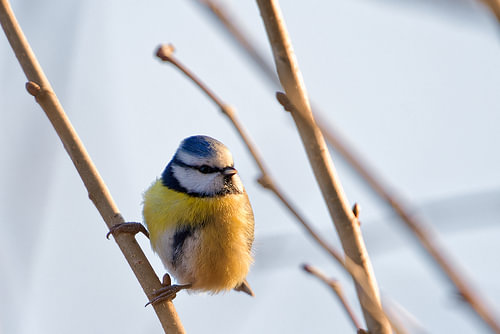 Entre la lumière et les branches - la mésange bleue