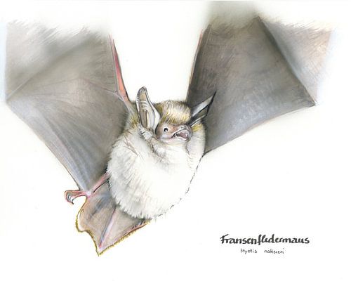A l'ombre du silence - Chauve-souris à oreilles échancrées (Myotis nattereri)