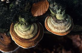 Fungi by Paul van Gaalen, natuurfotograaf