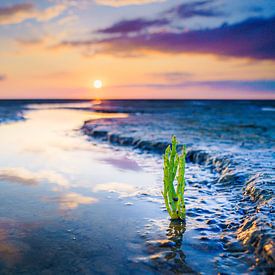 Groene verse zeekraal op het wad bij zonsondergang van Fotografiecor .nl