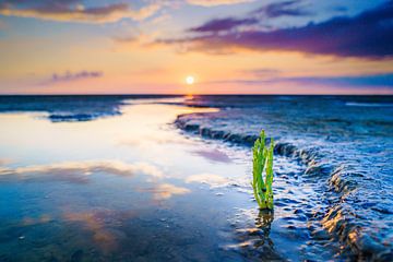 Groene verse zeekraal op het wad bij zonsondergang