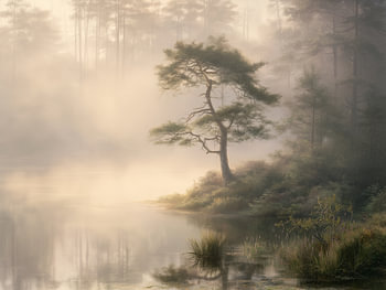 Brume matinale au lac de la forêt