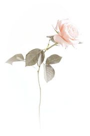 Roos 7 van Mark Isarin | Fotografie