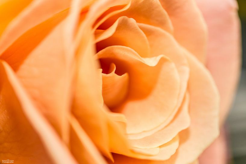 Bloemen by Richard Lentjes