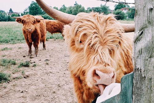 Hooglandrunderen zijn ook dol op hun dagelijkse zoutrantsoen