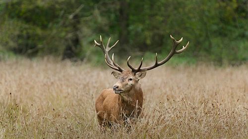 Cerf rouge De Mortelen