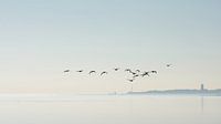 Geese above the mudflats by Albert Wester Terschelling Photography thumbnail