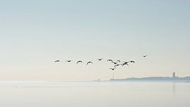 Oies au-dessus des vasières