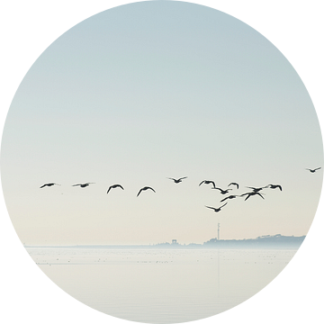 Ganzen boven het Wad