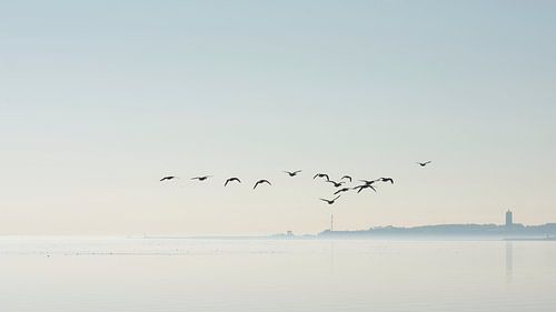 Oies au-dessus des vasières sur Albert Wester Terschelling Photography
