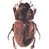 Print van een kever, bijzondere insecten illustratie van Angela Peters