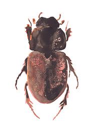Print of a beetle, special insect illustration by Angela Peters