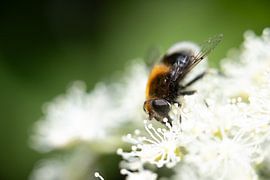 Schließen BY von Alex van de Ven