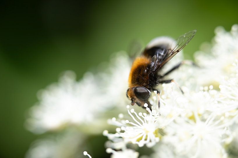 Close BY by Alex van de Ven