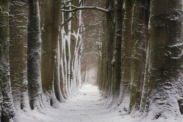 Winter van Bram de Jong