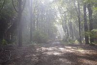 Bomen met zonlicht