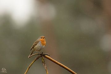 robin by cd_photography