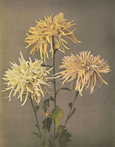 Imo-se-yama, Ogawa Kazumasa