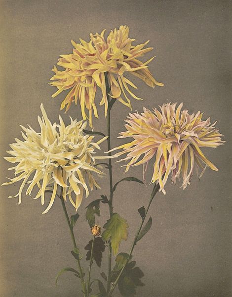 Imo-se-yama, Ogawa Kazumasa van Meesterlijcke Meesters