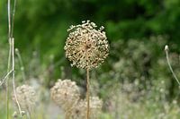 dried flowers