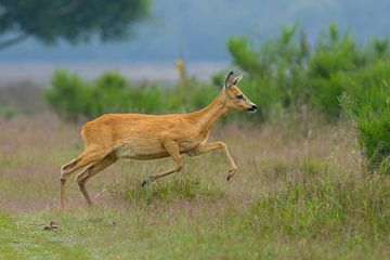 Goat in flight by Remco Van Daalen