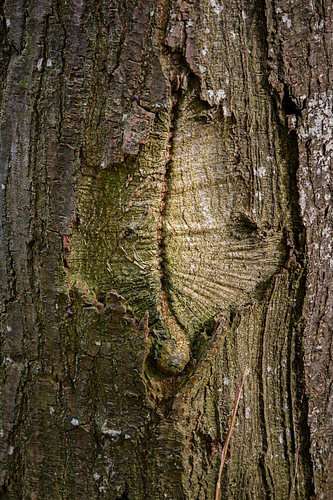 Detail of an old tree – The texture of the forest