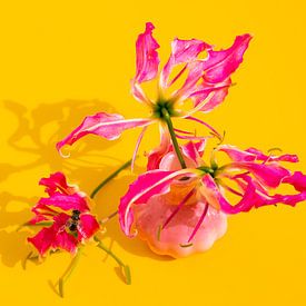 Luminous Swirl – Fleurs colorées avec du rose fluo et du jaune | Photographie florale moderne aux couleurs vives sur Gertinez Gallery
