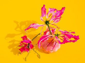 Luminous Swirl – Fleurs colorées avec du rose fluo et du jaune | Photographie florale moderne aux couleurs vives