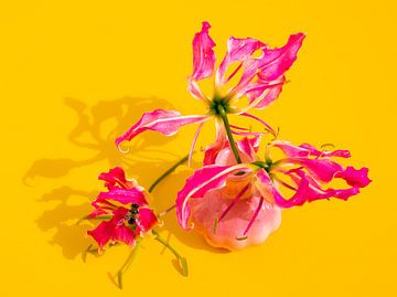 Luminous Swirl – Colourful flowers with neon pink and yellow | Modern colour pop flower photography by Gertinez Gallery