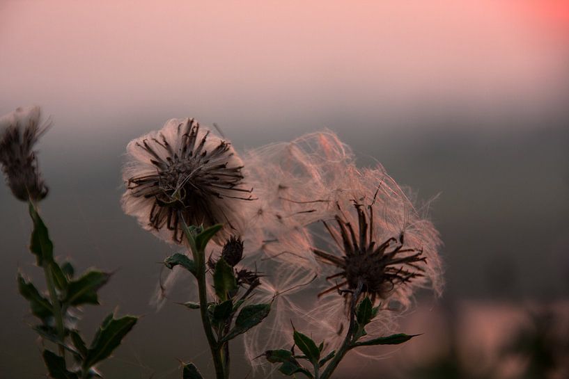 Distel by Marc Arts
