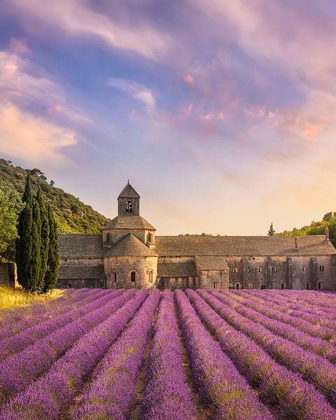 The Abbey of Senanque and the rows of lavender in bloom by Stefano Orazzini