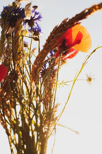 Flowers by Melanie Schat