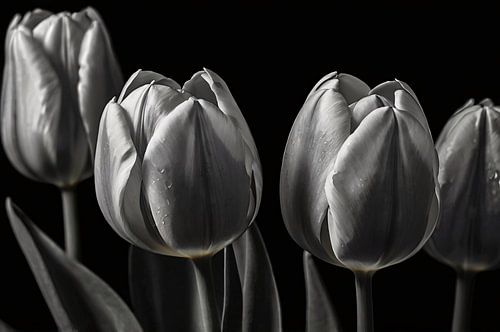 Zwart-wit tulpen met subtiele waterdruppels