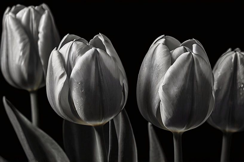 Black and white tulips with subtle water drops by Art & Soul Creations